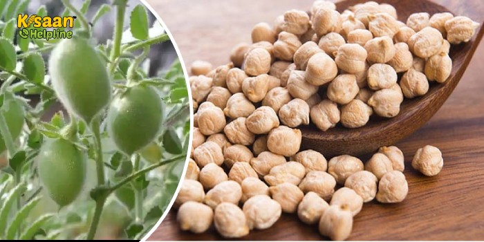 ICAR-IARI ने अधिक उपज देने वाली काबुली चने की नई किस्म पूसा जेजी 16 विकसित की, सूखे में भी नहीं होगी खराब